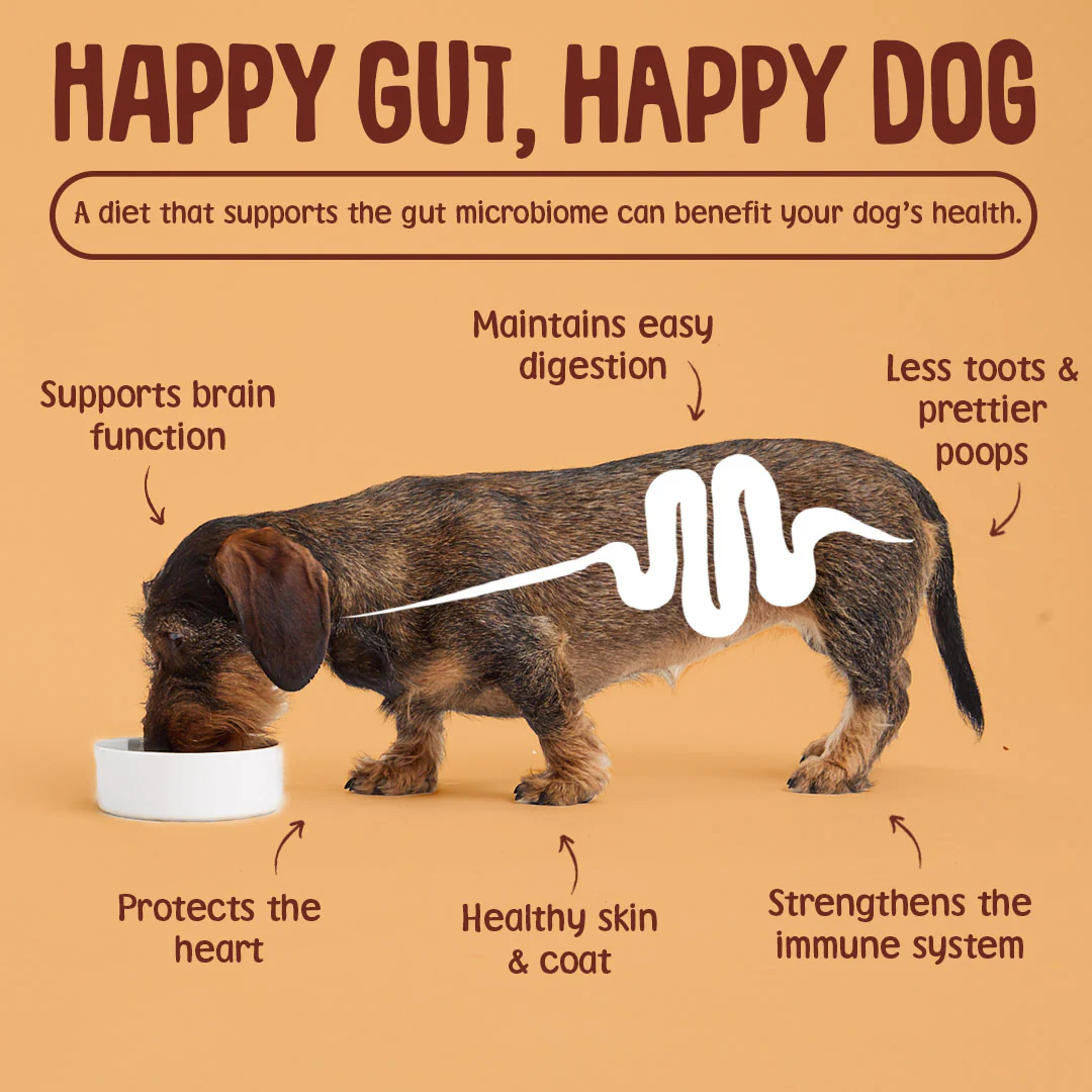 Chicken Dry Dog Food - Image 8