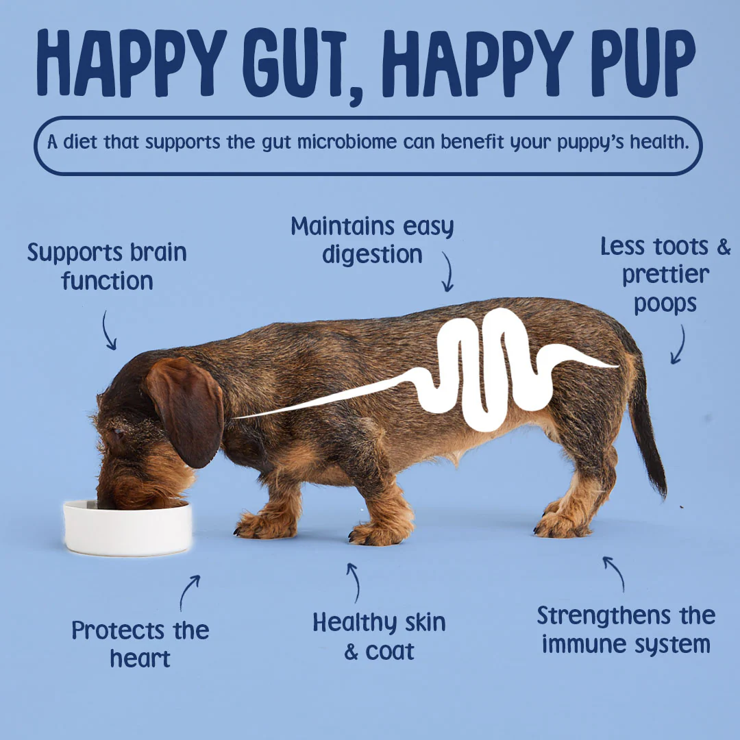 Chicken Dry Puppy Food - Image 8